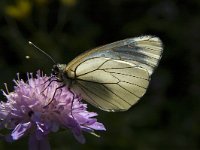 Aporia crataegi 53, Groot geaderd witje, Saxifraga-Marijke Verhagen