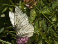 Aporia crataegi 54, Groot geaderd witje, Saxifraga-Jan van der Straaten