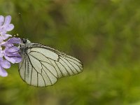 Aporia crataegi 55, Groot geaderd witje, Saxifraga-Jan van der Straaten