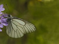 Aporia crataegi 56, Groot geaderd witje, Saxifraga-Jan van der Straaten