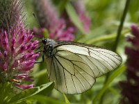 Aporia crataegi 57, Groot geaderd witje, Saxifraga-Willem van Kruijsbergen