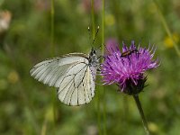 Aporia crataegi 58, Groot geaderd witje, Saxifraga-Willem van Kruijsbergen