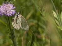 Aporia crataegi 59, Groot geaderd witje, Saxifraga-Marijke Verhagen