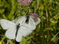 Aporia crataegi 6, Groot geaderd witje, Saxifraga-Marijke Verhagen