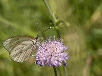 Aporia crataegi 60, Groot geaderd witje, Saxifraga-Marijke Verhagen