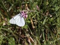 Aporia crataegi 62, Groot geaderd witje, Saxifraga-Peter Meininger