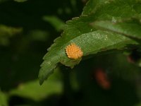 Aporia crataegi 64, Groot geaderd witje, eggs, Saxifraga-Kars Veling