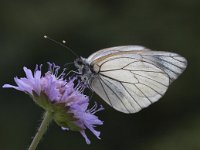 Aporia crataegi 65, Groot geaderd witje, Saxifraga-Mark Zekhuis