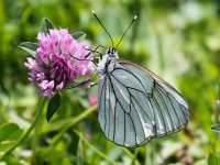 Aporia crataegi 67, Groot geaderd witje, Saxifraga-Bart Vastenhouw