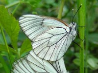 Aporia crataegi 69, Groot geaderd witje, Saxifraga-Ed Stikvoort : viroin2011