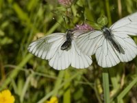 Aporia crataegi 7, Groot geaderd witje, Saxifraga-Marijke Verhagen