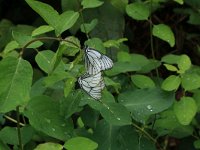 Aporia crataegi 70, Groot geaderd witje, Saxifraga-Hans Boll