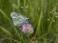 Aporia crataegi 71, Groot geaderd witje, Saxifraga-Willem van Kruijsbergen