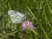 Aporia crataegi 72, Groot geaderd witje, Saxifraga-Willem van Kruijsbergen