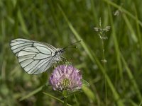 Aporia crataegi 73, Groot geaderd witje, Saxifraga-Willem van Kruijsbergen