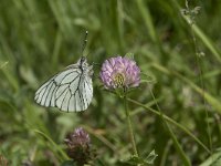 Aporia crataegi 74, Groot geaderd witje, Saxifraga-Willem van Kruijsbergen