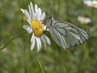 Aporia crataegi 75, Groot geaderd witje, Saxifraga-Willem van Kruijsbergen