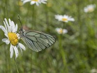 Aporia crataegi 76, Groot geaderd witje, Saxifraga-Willem van Kruijsbergen