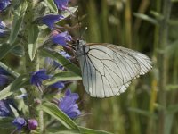 Aporia crataegi 77, Groot geaderd witje, Saxifraga-Willem van Kruijsbergen