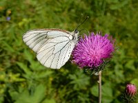 Aporia crataegi 78, Groot geaderd witje, Saxifraga-Ed Stikvoort