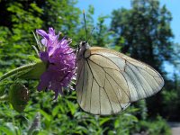 Aporia crataegi 79, Groot geaderd witje, Saxifraga-Ed Stikvoort : jura2010