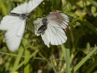 Aporia crataegi 8, Groot geaderd witje, Saxifraga-Marijke Verhagen