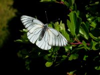 Aporia crataegi 80, Groot geaderd witje, Saxifraga-Ed Stikvoort