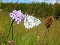 Aporia crataegi 81, Groot geaderd witje, Saxifraga-Ed Stikvoort