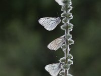 Aporia crataegi 82, Groot geaderd witje, Saxifraga-Dirk Hilbers