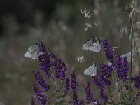 Aporia crataegi 86, Groot geaderd witje, Saxifraga-Dirk Hilbers