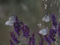 Aporia crataegi 87, Groot geaderd witje, Saxifraga-Dirk Hilbers