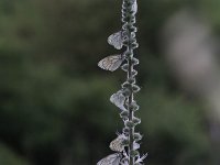 Aporia crataegi 88, Groot geaderd witje, Saxifraga-Dirk Hilbers