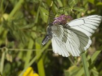 Aporia crataegi 9, Groot geaderd witje, Saxifraga-Marijke Verhagen