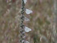 Aporia crataegi 90, Groot geaderd witje, Saxifraga-Dirk Hilbers