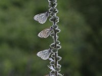 Aporia crataegi 94, Groot geaderd witje, Saxifraga-Dirk Hilbers