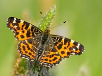 Butterfly Warming its Wings in the Sun  Beautiful Wild Map Butterfly (Araschnia levana) - Resting on an Ear of Grass : Araschnia levana, animal, appealing, araschnia, attractive, background, beautiful, beauty, butterfly, calm, closeup, color, colorful, elegant, environment, europe, european, fauna, flower, garden, giant, good, gorgeous, green, insect, looking, lovely, macro, magnificent, natural, nature, nice, pattern, petals, pretty, serenity, silence, spring, striking, stunning, summer, wild, wildlife