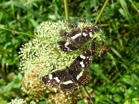 Araschnia levana 109, Landkaartje, on Heracleum sphondylium, Saxifraga-Kars Veling