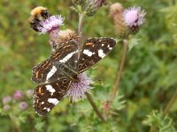 Araschnia levana 118, Landkaartje, on Cirsium arvense, Saxifraga-Kars Veling