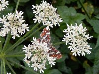 Araschnia levana 120, Landkaartje, on Heracleum sphondylium, Saxifraga-Kars Veling