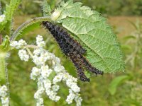 Araschnia levana 128, Landkaartje, larvae, Saxifraga-Kars Veling