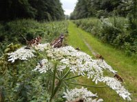 Araschnia levana 131, Landkaartje, on Heracleum sphondylium, Saxifraga-Kars Veling