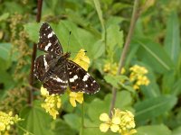 Araschnia levana 138, Landkaartje, on Brassica rapa, Saxifraga-Kars Veling