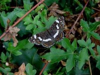 Araschnia levana 14, Landkaartje, male, 2nd generation, Vlinderstichting-Fons Bongers