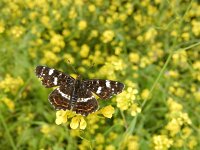 Araschnia levana 141, Landkaartje, on Brassica rapa, Saxifraga-Kars Veling