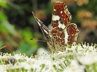 Araschnia levana 149, Landkaartje, on Heracleum sphondylium, Saxifraga-Kars Veling