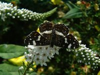 Araschnia levana 15, Landkaartje, male, 2nd generation, Vlinderstichting-Henk Bosma