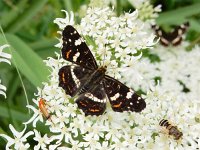 Araschnia levana 159, Landkaartje, on Heracleum sphondylium, Saxifraga-Kars Veling