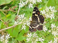 Araschnia levana 162, Landkaartje, on Heracleum sphondylium, Saxifraga-Kars Veling