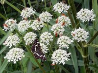 Araschnia levana 164, Landkaartje, on Heracleum sphondylium, Saxifraga-Kars Veling