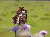 Araschnia levana 173, Landkaartje, on Cirsium arvense, Saxifraga-Kars Veling